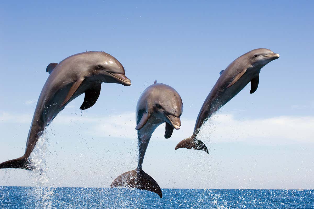 Verbinding maken met en genezen met de dolfijnen